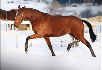 Lusitano klisna nar. 5/2024 - 14