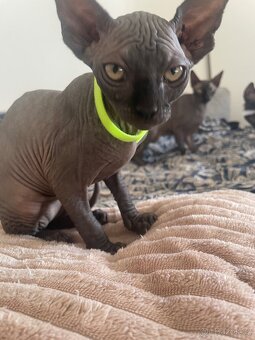 Kočičky Sphynx - 14