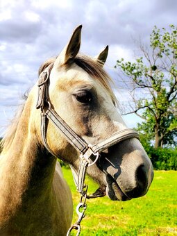 Valašek Český sportovní pony - 14