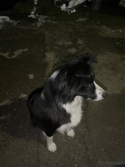 Štěňátka border kolie - 14