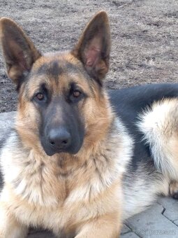 Nemecky ovčák typu Rex(štěňata) - 14