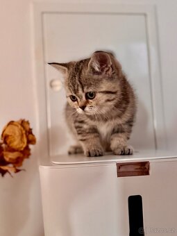 Skotská klapouchá kočka, scottish straight s PP - 14