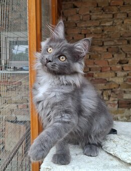 Maine coon,  mainska myvalia s PP - 14