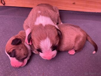 🐾 Americký stafordširský teriér – štěňátka s PP k rezervaci - 14