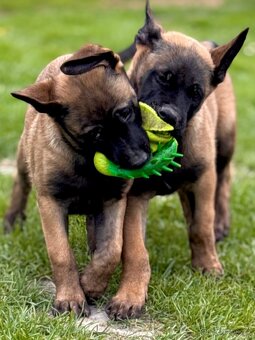 BELGICKÝ OVČÁK MALINOIS - ŠTĚŇATA S PP - 14