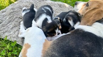 Štěně bígla Praha / bigl, bígl, beagle štěňata - 14