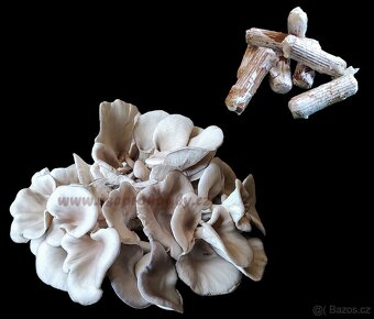 Sadba - Hlíva ústřičná, plicní, modrá, růžová, královská - 14