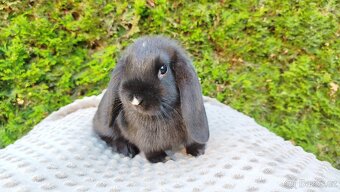 Zakrslý beránek, králíček, králík - PEGGY - 14