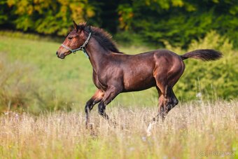 ČT hřebeček 2025 - Možnost splátek - 14