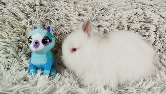 Zakrslý králík, králíček -(TEDDY)-HERBERT A HEIDY - 14
