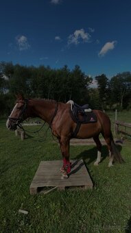 ČT kobyla 2012 - 14