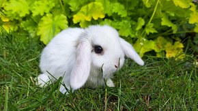 Zakrslý králík, zakrslý králíček beránek - 14