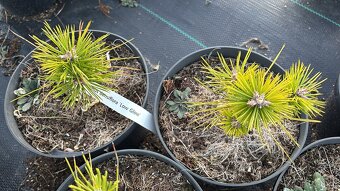 Borovice c2 doprava - 14