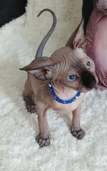 Kanadský sphynx - 14