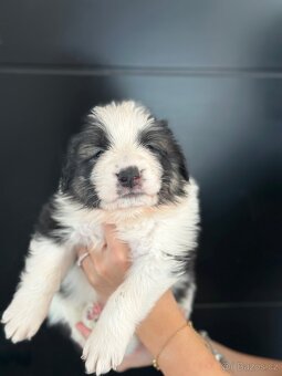 Tornjak s PP poslední 2 štěňátka - 14