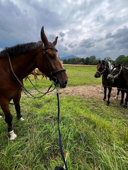 Všestranný valach - 14