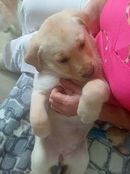 Štěňátka Labradora - 14
