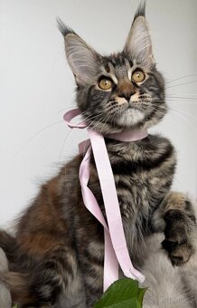 Mainská mývalí koťátka s PP - 14