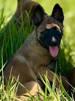 BELGICKÝ OVČÁK MALINOIS - 14