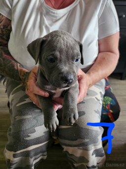 Štěňátka Pitbulla prodám - 14
