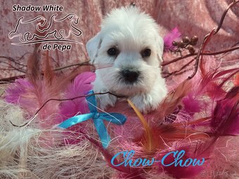 Shadow White de Pepa - knírač malý bílý - 14
