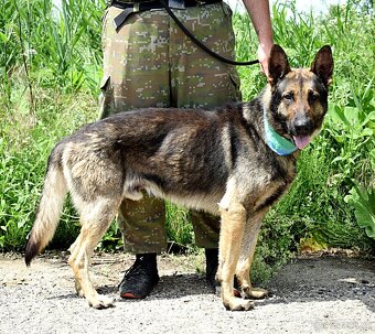 RENE K ADOPCI - 3 ROKY,KAMARÁDSKÝ,ZVĚDAVÝ,HRAVÝ - - 14