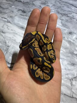 Krajta Královská Python regius Volná mláďata :) - 14