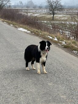 Border kolie - 14