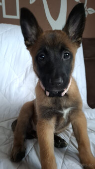 Belgický ovčák malinois bez PP - 14