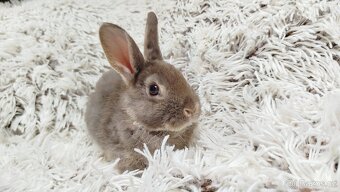 Zakrslý králík, králíček -(REX)-DAMIAN - 14