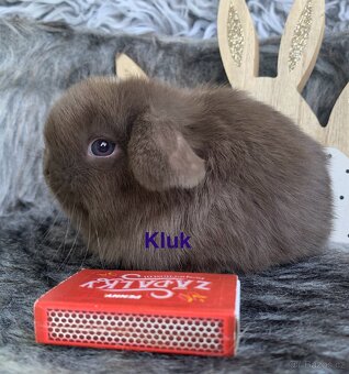 ❤️❤️Krásná Minilop Kralicek veranek miminka - 14