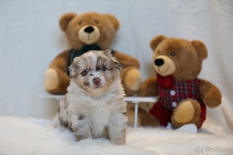 Miniaturní americký ovčák - 14