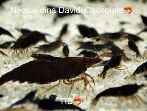 PREMIUM Caridina a Neocaridina akva krevetky, raciky a machy - 14