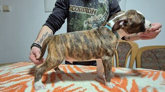 Americký stafordšírský teriér s PP - 14