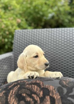 štěňata labrador a Bílá Fenka – připravena k odběru - 14