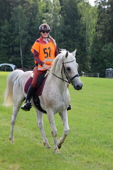 Připouštění Shagya arab Jussuf V-CZ Festival - 14
