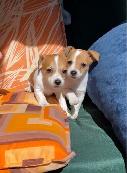 Jack Russell - 14