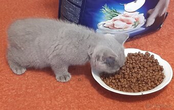 Britská koťata - 14