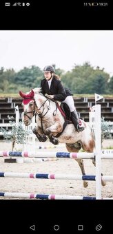 Pronájem pony kobylky 140cm - 14