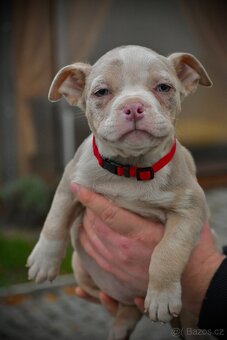 Štěňátka American Bully - 14