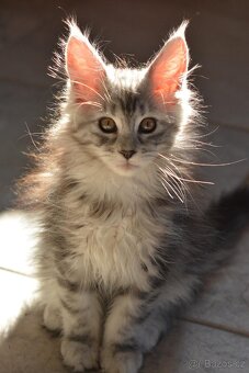 Krásná kočička MCO s PP - 14