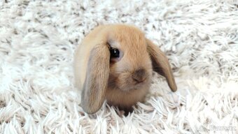 Zakrslý beránek, králíček, králík - JIJI - 14