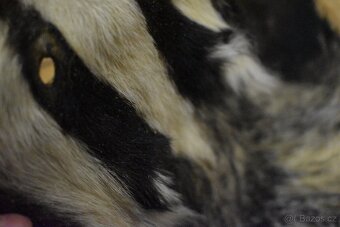 Jezevec č.4 - Ručně zpracovaná kožešina z české zvěře - 14