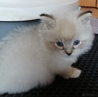 Ragdoll koťátka bez PP - 14
