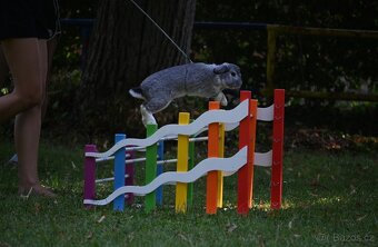 Nabízím předváděcí akci králičího hopu - 14