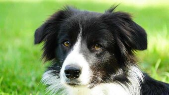 Border kolie s PP - 14