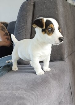 Jack Russell štěňátka - 14