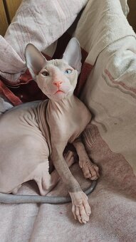 Koťátka Don sphynx bez PP - 14