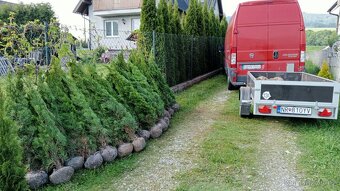 Tuja Smaragd, vavrínovec, červienka - Zlín - 14