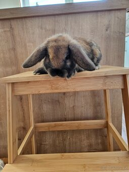 Zakrslý králík - 14